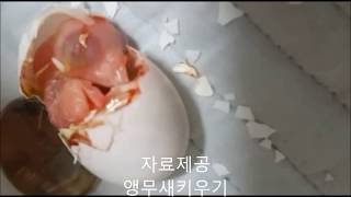 앵무새 알 부화장면  ( Parrot eggs hatc…