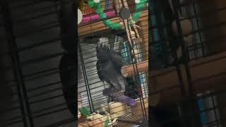 말하는걸까요? #구름이 #팀네회색앵무