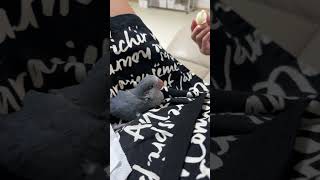 퀘이커 앵무새 또또