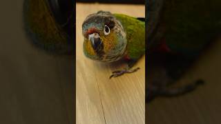 앵무새가 물기직전 긴장되는 순간 #크림슨벨리드코뉴어