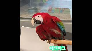 음악에 맞추어 춤을~~~ 홍금강앵무"누리"