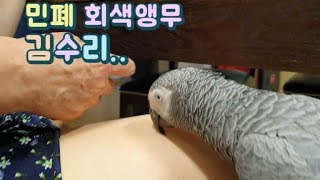 앵무새가 자꾸 민폐끼쳐요