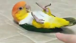 애교떠는 앵무새