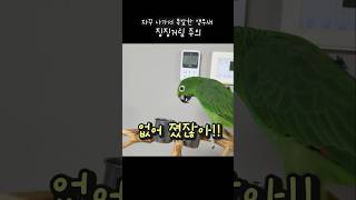 자꾸나가 나만두고 오빠미워!!#아랑이 #아마존앵무새 #…