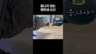 끝나지 않는 앵무새 수다 ️ 회색앵무 잠바  #반려동물…