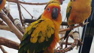 썬코뉴어 장난꾸러기 귀요미 앵이들~