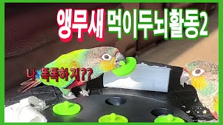 앵무새두뇌활동2 (공부하고 정리도 잘하는 앵무새)Par…