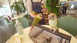친구를 만나기 위해 앵무새카페를 찾았어요(Ft.여집사)
