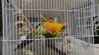 썬코뉴어 아가새 썬빈이는 몸개그천재~