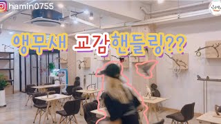 모란앵무 교감핸들링(술래잡기, 부메랑놀이)