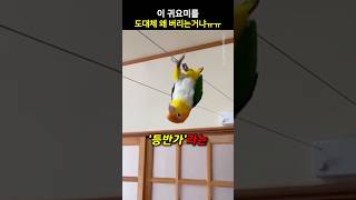 이 귀요미를 도대체 왜 버리는거냐ㅠㅠ