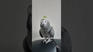 랄라야… 왜 또 그래… 엄마 진심인데/ 회색앵무 랄라 …