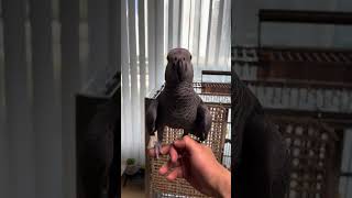 회색앵무 남아 백호가 입양 보호자님과 교감중이예요