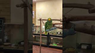 [20170203 용인 고기리 애니멀 카페] 앵무새, …