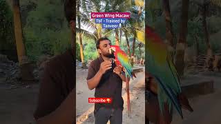 Macaw saying HI | Green Wing Macaw Training | @Shaikh Tanveer #Macaw #parrots #training