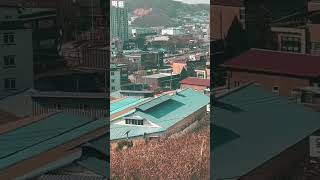 청금강 겨울이 가을이 자유비행 #앵무새 #마카우 #청금…