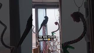 까꿍 하는 앵무새 한스마카우 두루 #앵무새 #한스마카우…