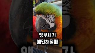 대형 앵무새를 키울 때 조심해야 하는 이유 #앵무새 #…