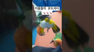 우리집 앵이커플들 온도차️️#앵무새 #pets #카이큐…