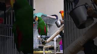 기분좋은 앵무새 키위~♡ #parrot #뉴기니아앵무
