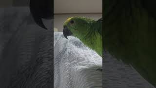 귀농귀촌 아마존앵무새 말하고 놀아주기