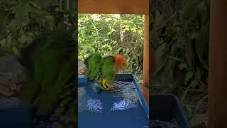 아! 시원해! 오늘도 퐈이팅! ! 카이큐 앵무새!