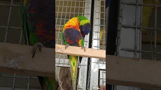 숫놈들은 아무 쓸모 짝에도 없네 오색이와 목도리 암컷은 산란에 포란까지 하느라 정신 없는데 수놈은~~무사 태평