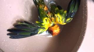 Funny CHOLONG) Sun conure shower(썬코뉴어 초롱이 샤워)