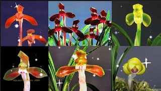 2월12일 종자목으로 좋은 품종들 준비했습니다