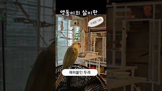 코뉴어 앵무새 이러고 삽니다  팔자 좋은 코둥이들 #코뉴어앵무새키우기#민트코뉴어#시나몬민트코뉴어#블루파인애플코뉴어