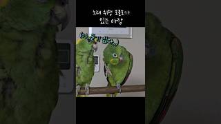 아랑이 엄마가 성악을 부르면 짜증난데요 #동요만불러줘 …