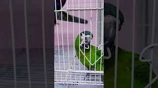 한스마카우 #parrot #앵무새 #birds #pets #birdslover