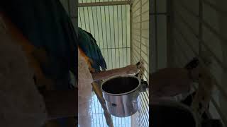 펠렛먹는 청금강앵무새