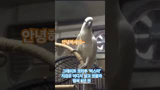 말하는 큰유황앵무 (그레이트코카투) #유황앵무 #말하는…