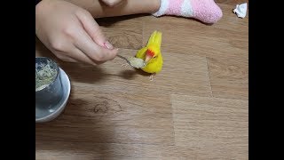 앵무새를 잘 키우려면 5 (앵무새가 다른종과 짝짓기하면 어떻게 될까?)