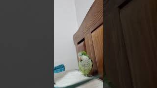 목소리가 귀여운 우리 루야