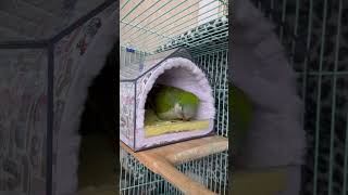 내집이예요~ 진짜진짜예요 #앵무새 #퀘이커 #parrot #예쁜포치#맴에들어#진짜배기