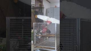 목욕도 같이 하는 사이 #갈라코카투 #반려동물 #앵무새…
