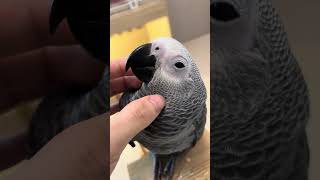 귀여운회색 앵무링♡♡ #reptiles #lizard #zoo #iguana #cute #animals #turtle #pets #beardeddragon #nature