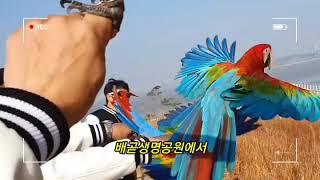 익어가는 가을 배곧생명공원 마카우앵무새가 하늘에  날아오르다