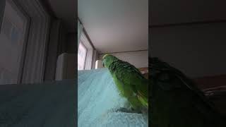 귀농귀촌  아마존앵무새 말하고 놀아주기