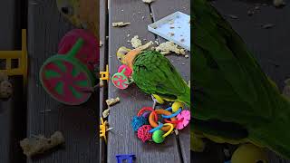 카이큐 앵무새! 아야! 아야! 아프겠따! 물어 뜯기 시합!