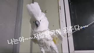 엄브렐라코카투 보리예요~~