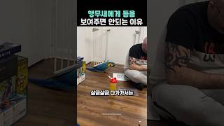 앵무새에게 등을 보이면 안되는 이유