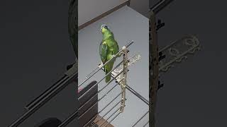 아마존앵무새 말하고 놀아주기