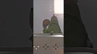 앵무새가 음식을 헤프게 먹는 이유 ㅋㅋ #앵무새 #먹방