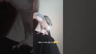 앵집사의 기본 덕목 #퀘이커앵무새 #parrot #반려조 #반려동물 #앵무새