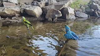 더위 많이타는 앵무새 데리고 물놀이합니다 #앵무새피서 …