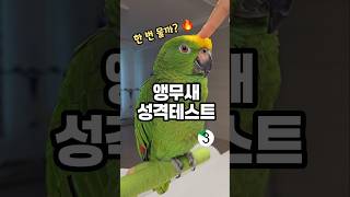 마로매운맛or순한맛⁉️ #아마존앵무새
