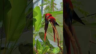 금강앵무새, 마카우, Parrots, Macaws 17…